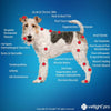 SHINE VETLIGHT® Pro Red & Infrared LED Therapy for Animals with DeepPower